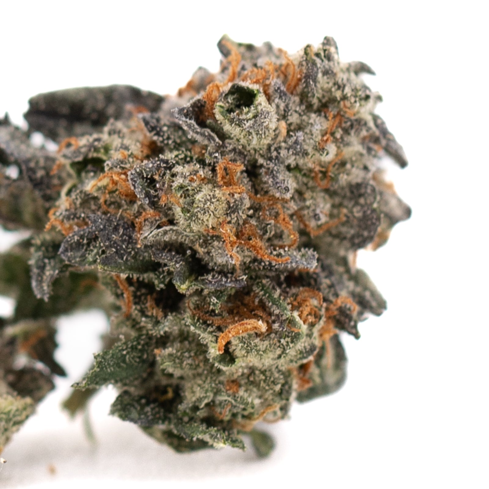 Dense Chunky Monkey Indoor THCa Flower Small with orange pistils and purple accents