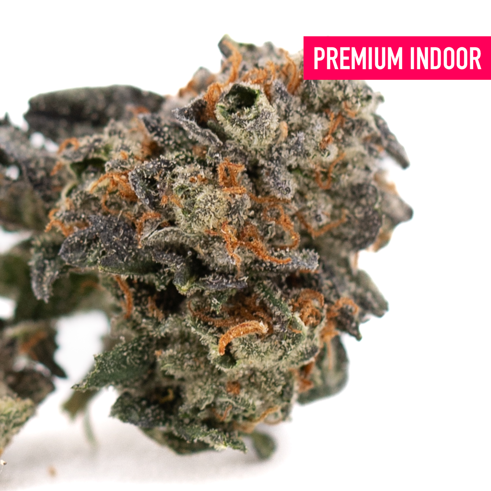 Chunky Monkey Indoor Cultivation THCA Flower Wholesale with vibrant purple hues and orange hairs