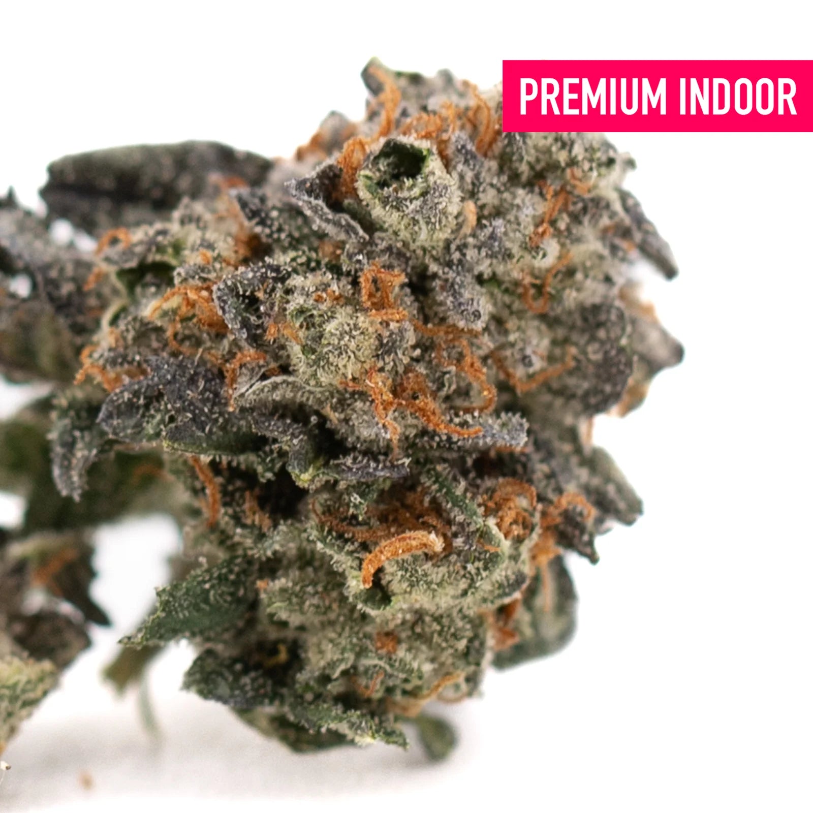 Chunky Monkey Indoor Cultivation THCA Flower Wholesale with vibrant purple hues and orange hairs