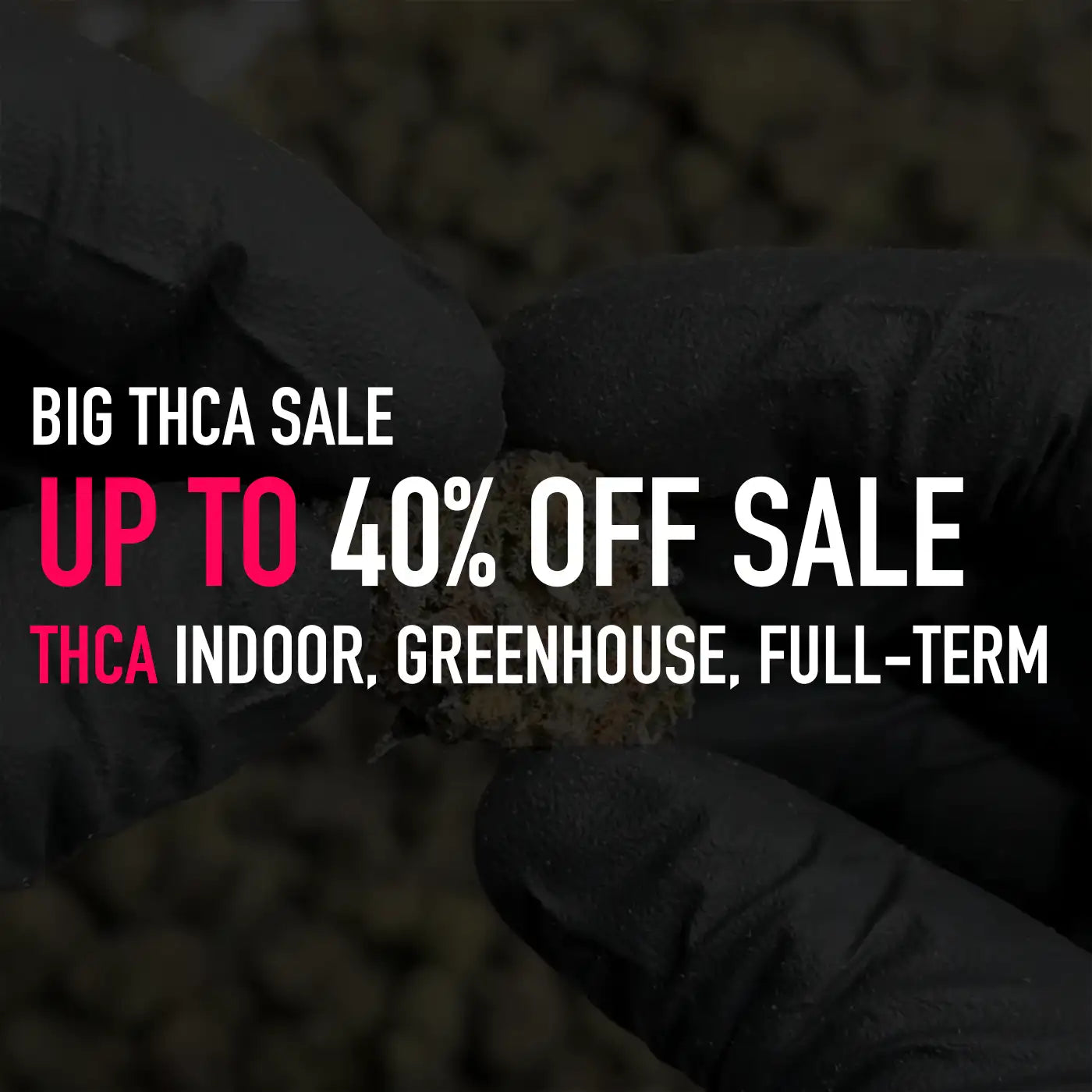 A close-up of a hand in black gloves holding a small, dense, greenish-brown cannabis bud.