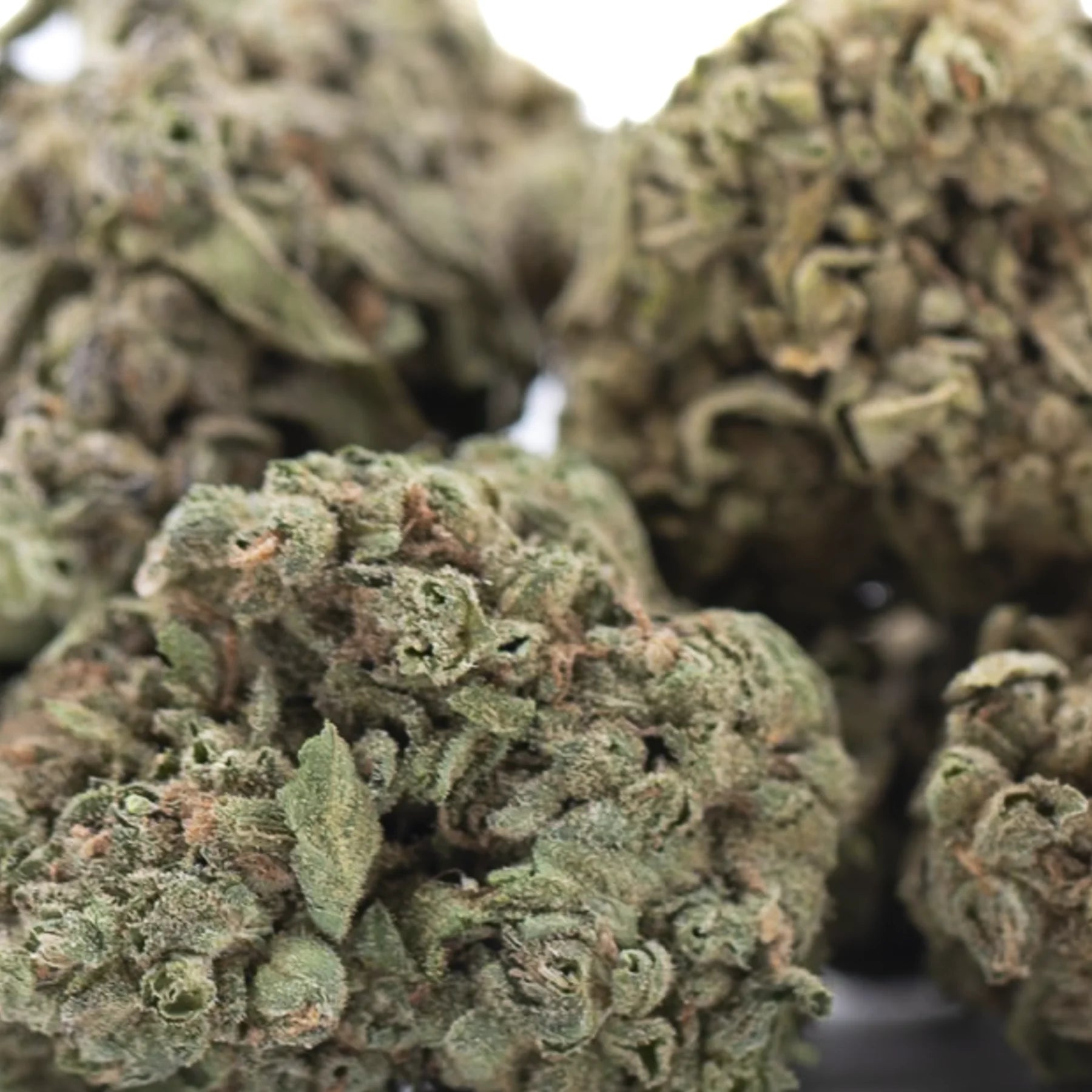 Green and brown dense frosty cola full-term thca hemp flower buds showcasing rich terpene profile and thca flower quality