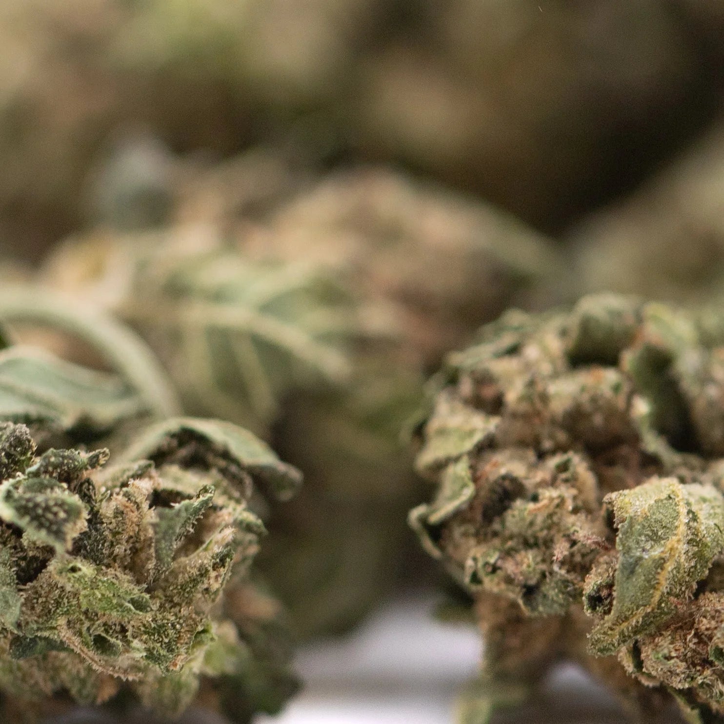 Green and brown frosty cola full-term thca smalls flower buds with creamy strawberry cheesecake texture