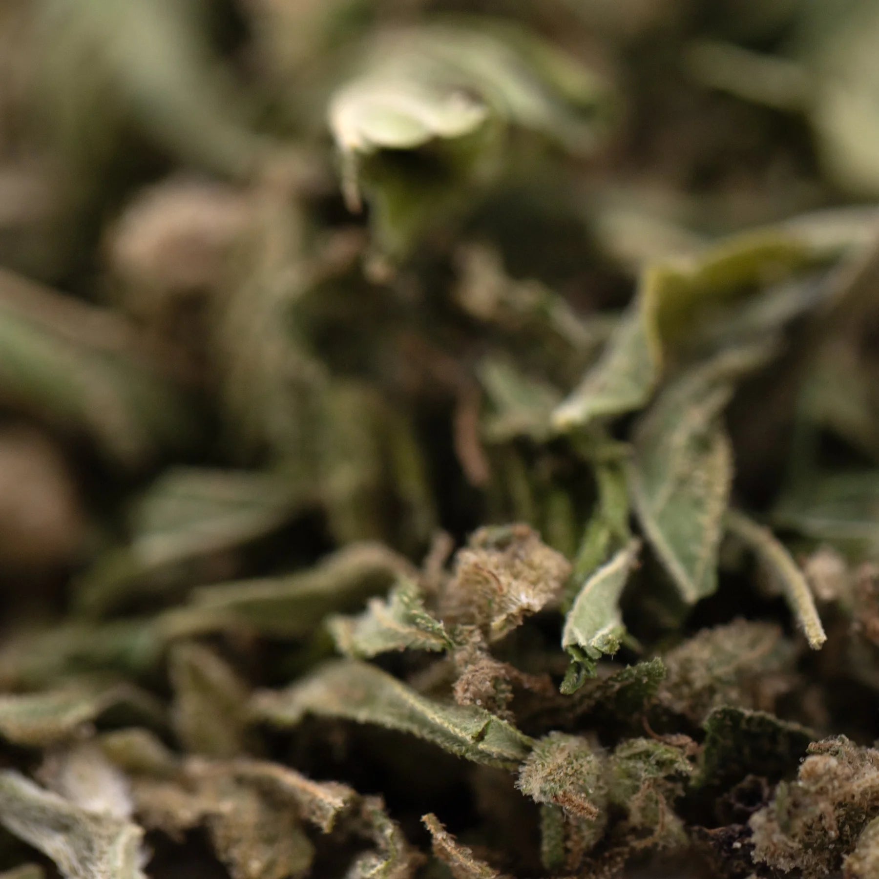 Dried sage leaves with muted green and brown tones and fine hairs in cola full-term thca trim for strawberry cheesecake blends