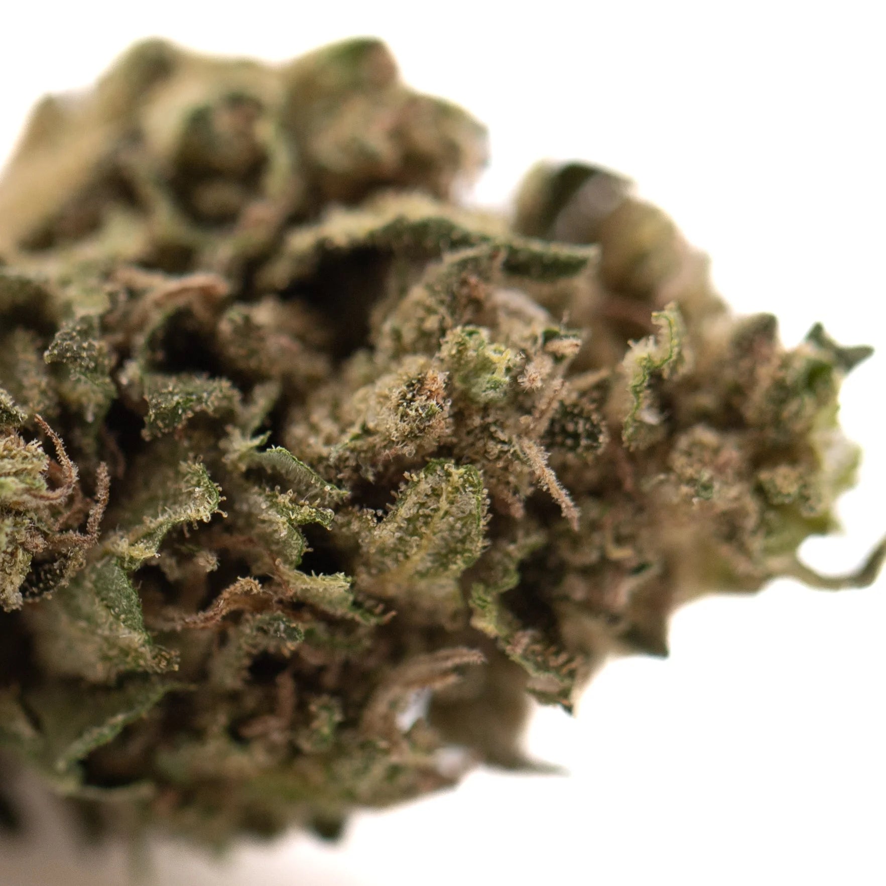 A dense green cola thca flower full-term bud with textured surface, fine trichomes, purple hints, and rich terpene profile