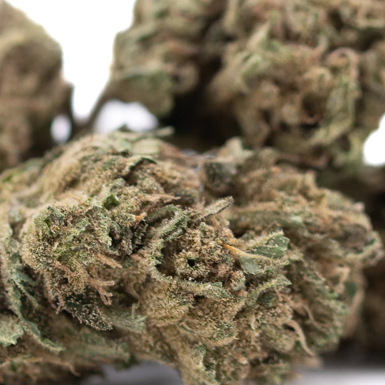 A dense cola full-term thca cannabis bud with green and brown hues covered in fine trichomes for god bud use