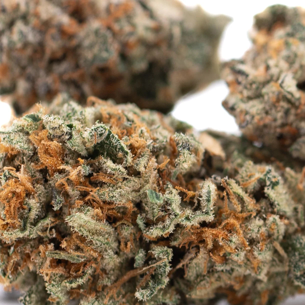 A dense resinous crater lake og indoor thca flower hemp bud with green orange hues and white trichomes