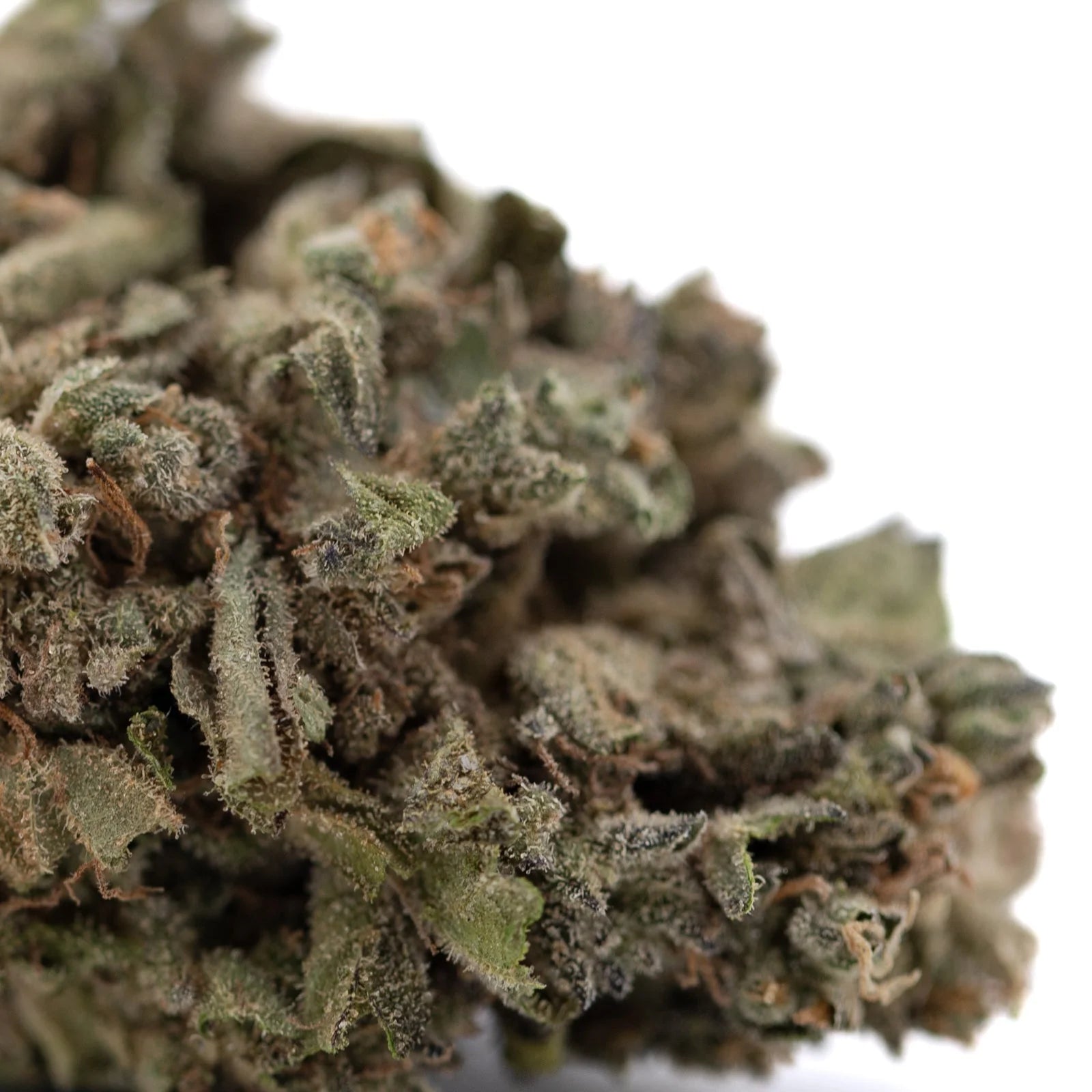 Cream Caramel THCa hemp flower bud with frosty trichomes