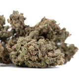 Premium Cream Caramel THCa hemp flower bud with dense trichomes