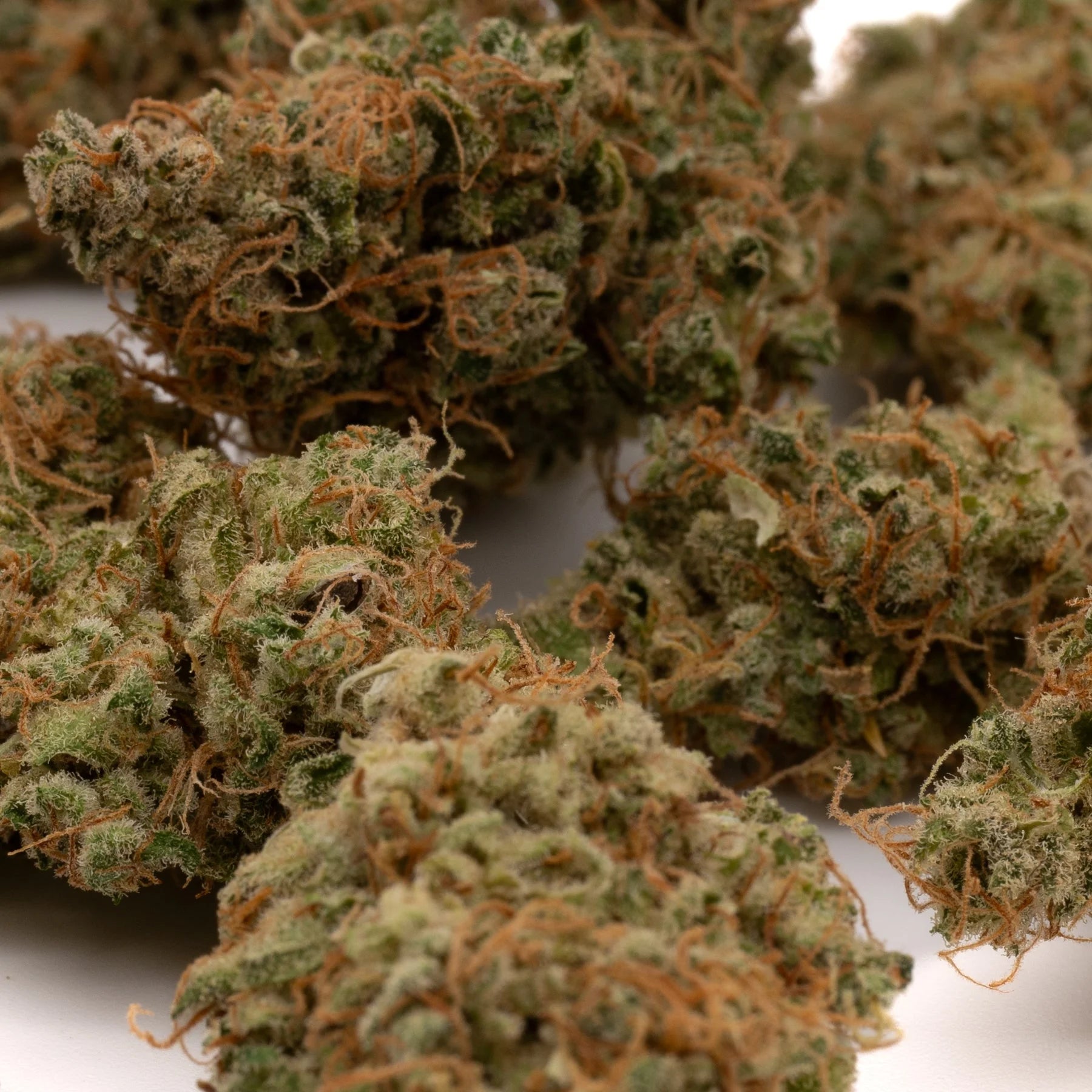Cream Cookies THCa Hemp Flower - Plants