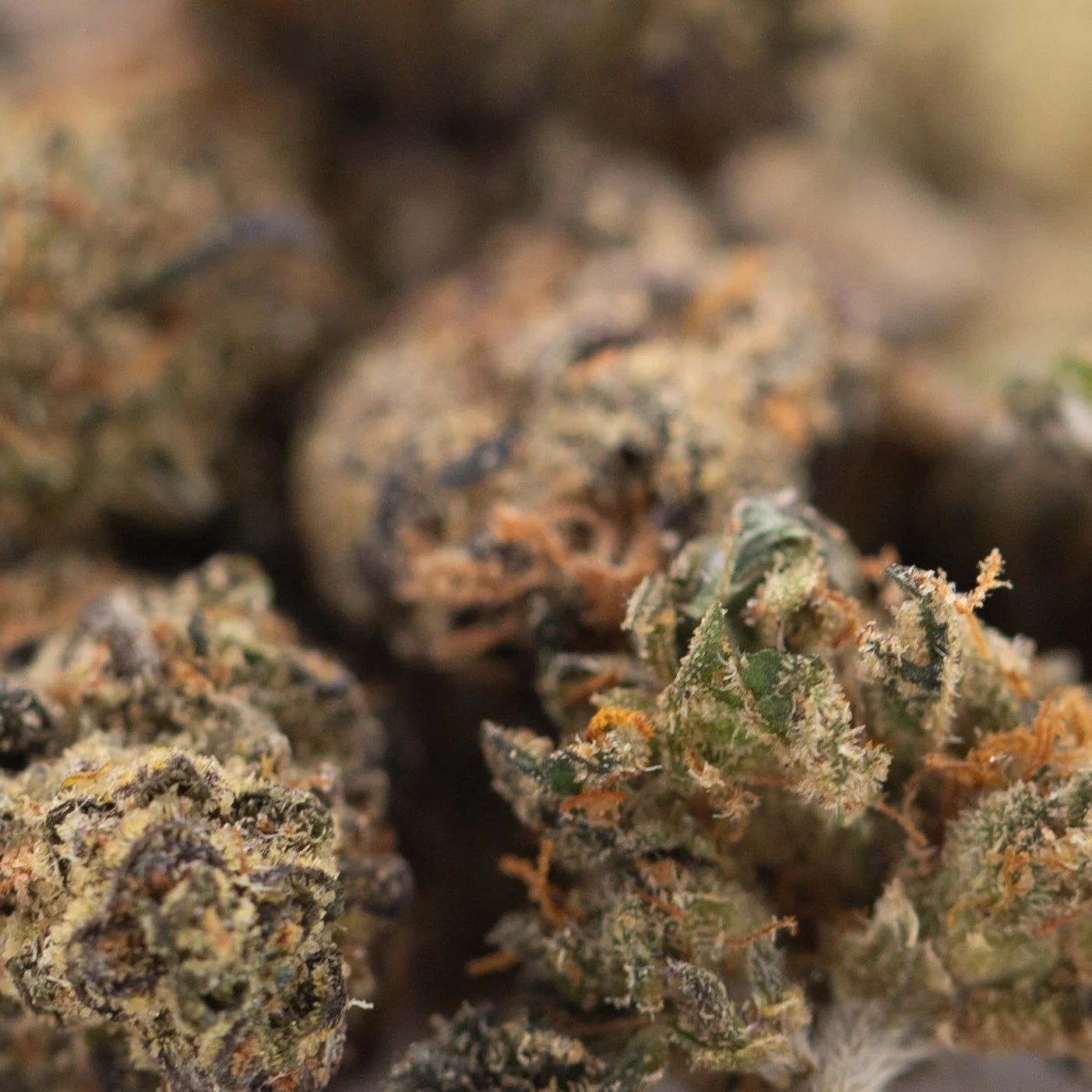 Dense resinous critical berries cbd smalls flower with green and orange hues covered in fine trichomes smalls hemp flower