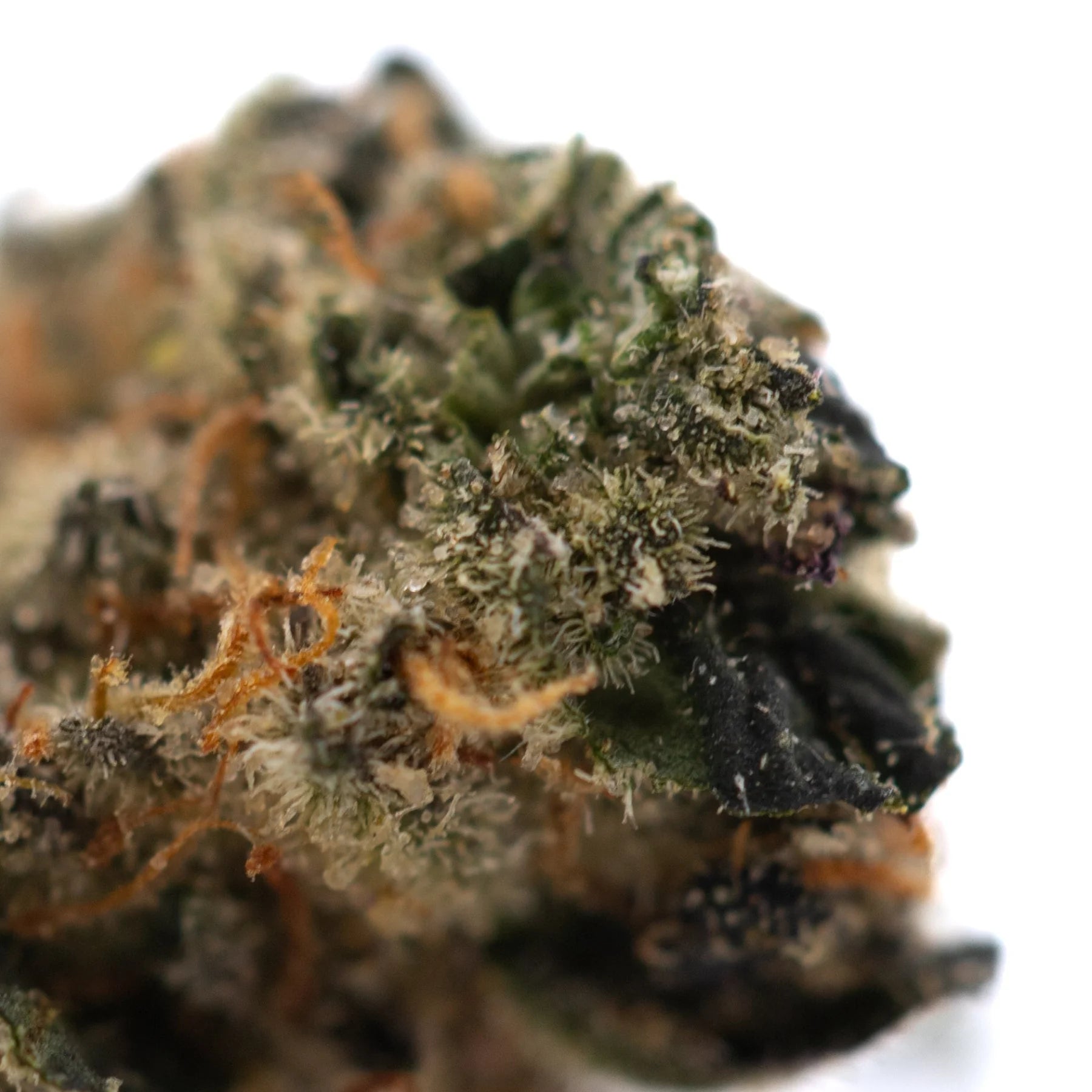 Critical berries cbd smalls flower with dense green and orange smalls hemp flower covered in white trichomes and fine hairs