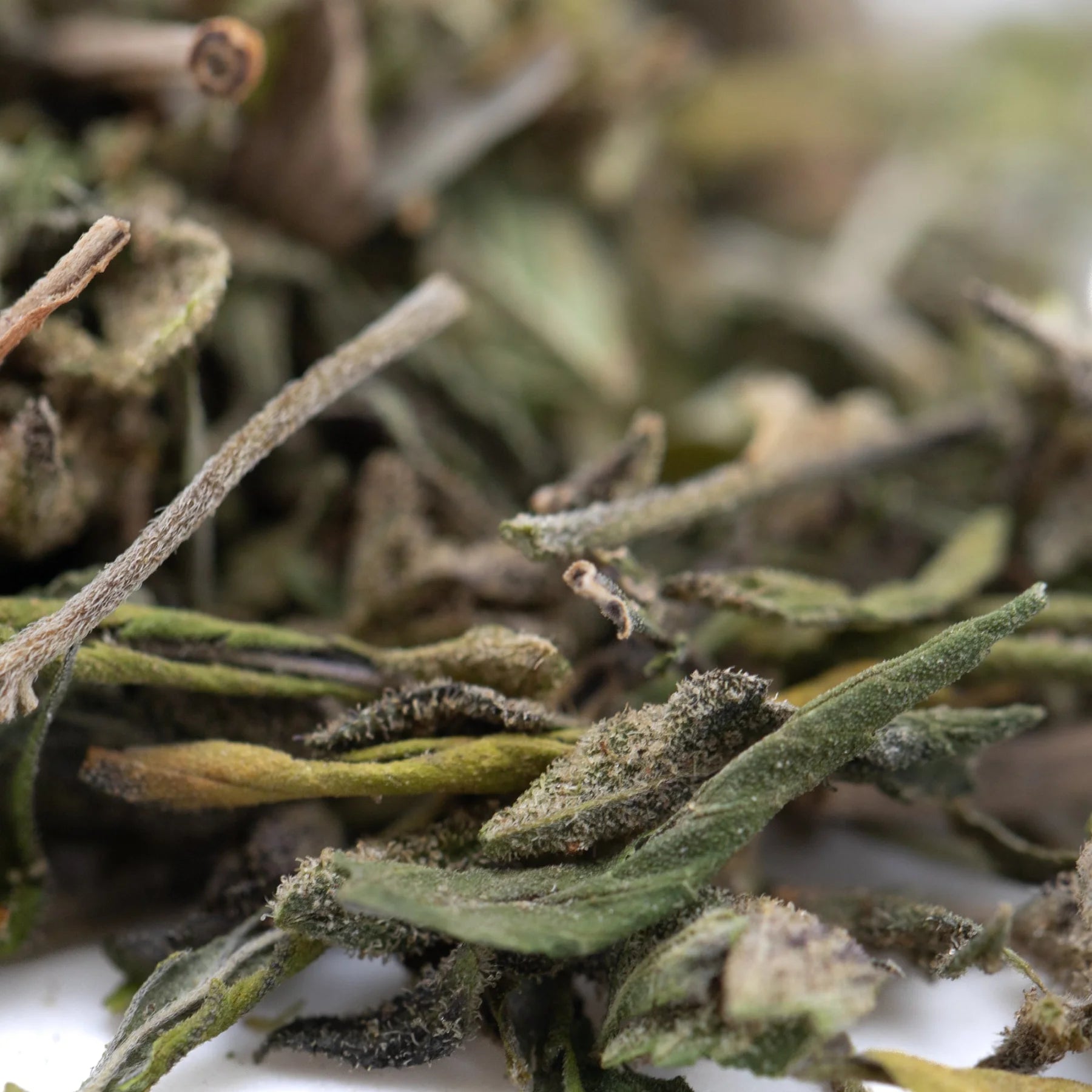 Dried white tea leaves with fine hairs and green yellow hues in daily grape greenhouse thca trim wholesale hemp flower