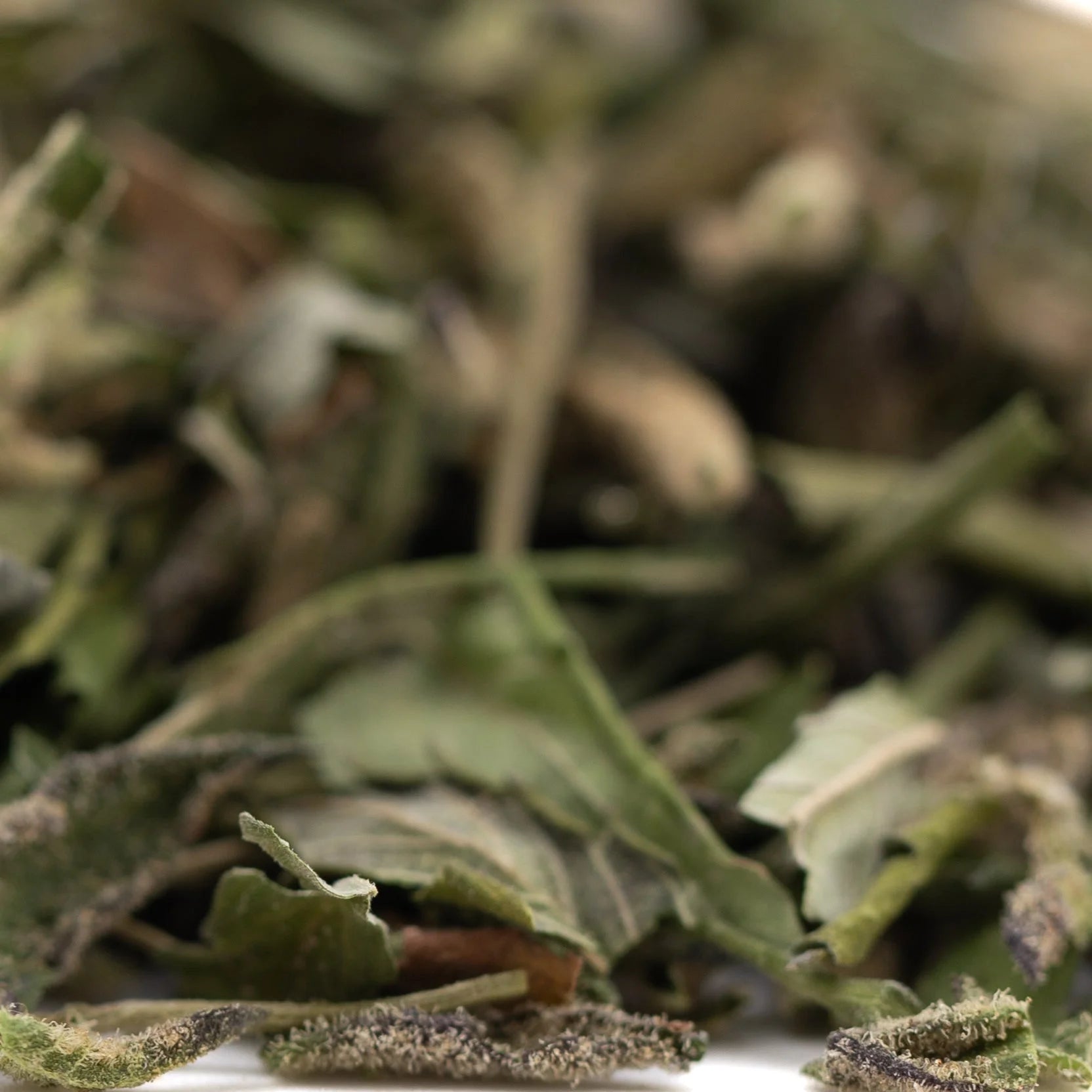 Dried green mint leaves with textured surface and purple edges in dea-4 greenhouse thca hemp flower trim northern lights