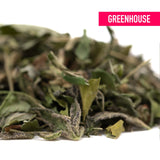 Dried greenhouse thca hemp flower trim with mixed green shades and fine white downy hairs in northern lights style