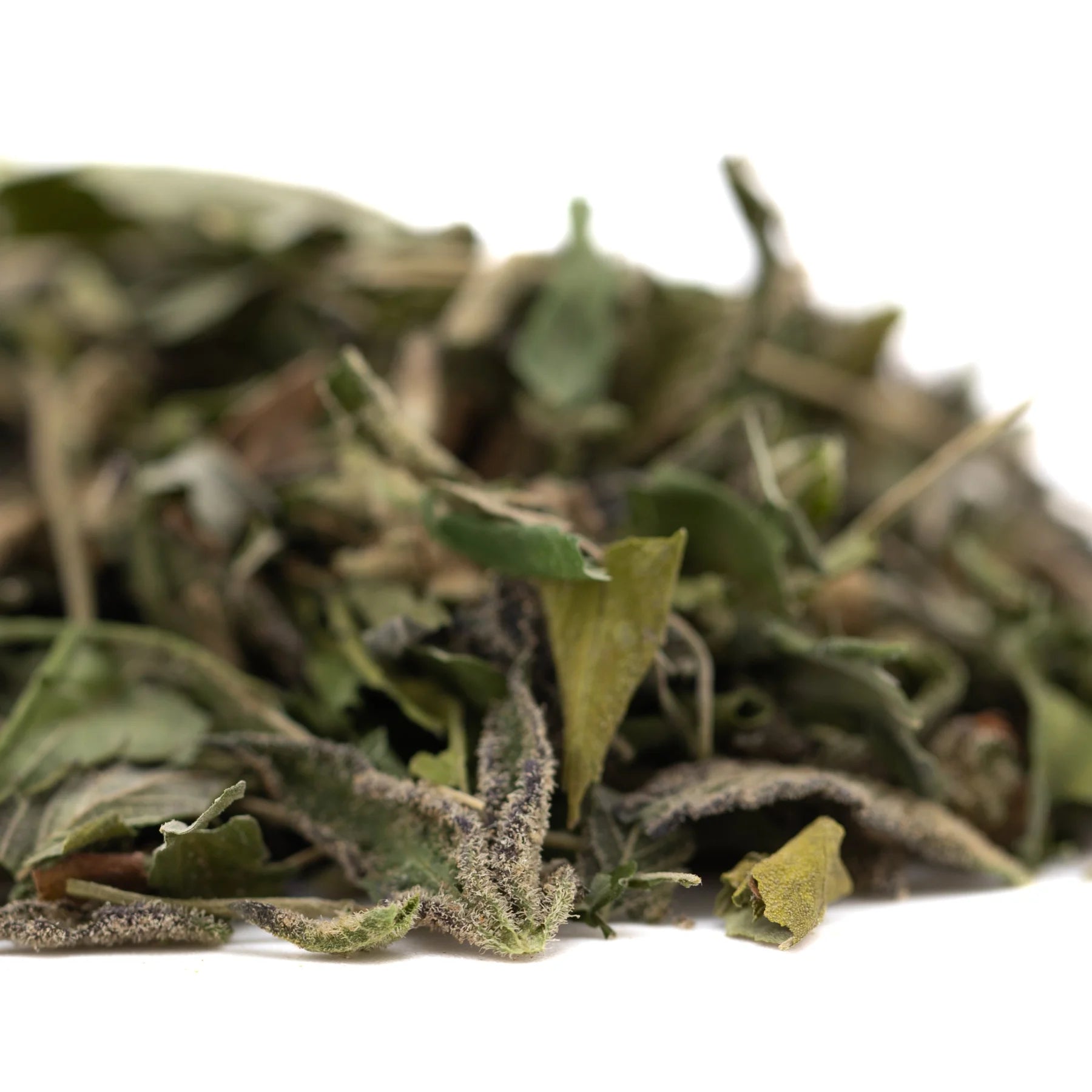 Dried white tea leaves with curled shapes in green and brown hues for dea-4 greenhouse thca hemp flower northern lights