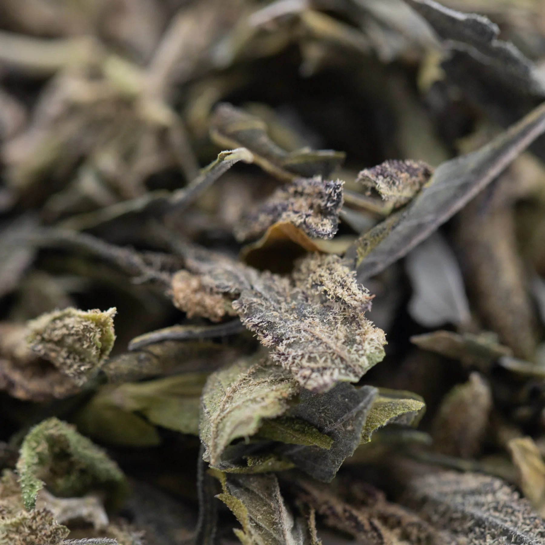 A pile of dried curly deep chunk green tea leaves with fuzzy texture in deep space greenhouse thca trim wholesale