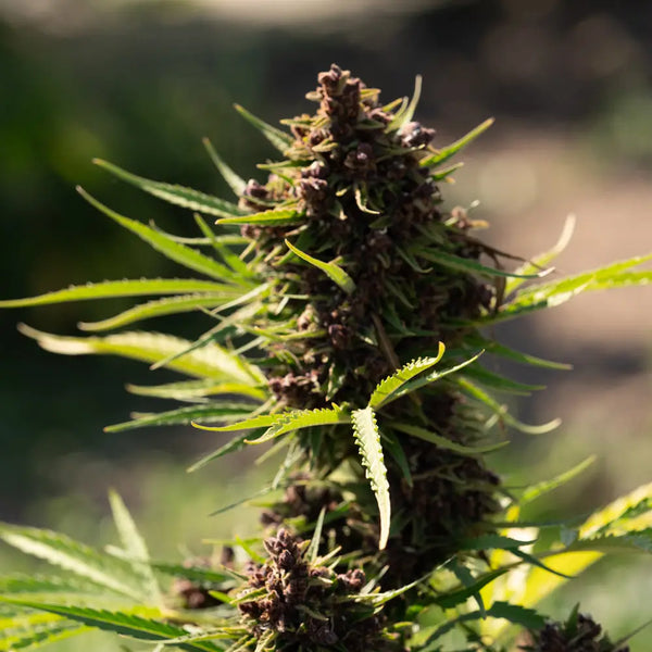 How to Grow THCA Flower