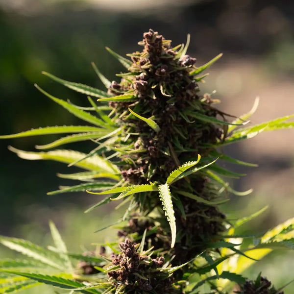 Dark THCA Buds vs Light