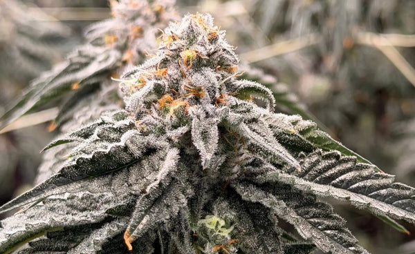 420 Sale 2026 - Best THCA 420 Deals