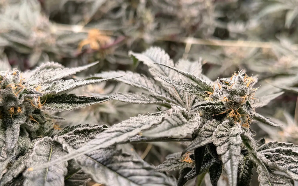The Total-THC Rule Explained