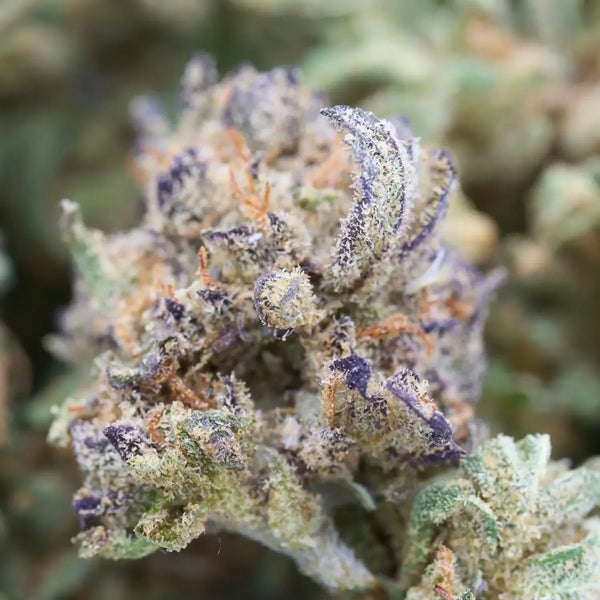 Hemp vs THCA: Understanding the Difference and Legal Implications