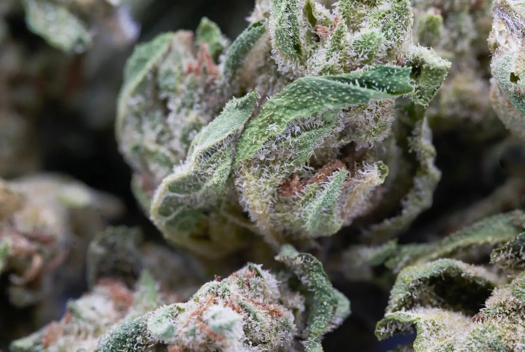 What's the Difference Between THCA Flower and Trim?