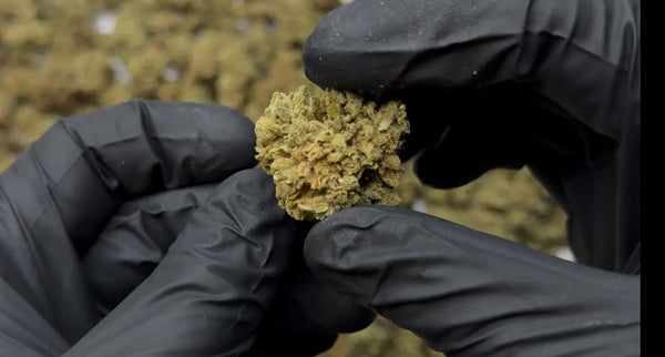 How to Grow THCA Flower