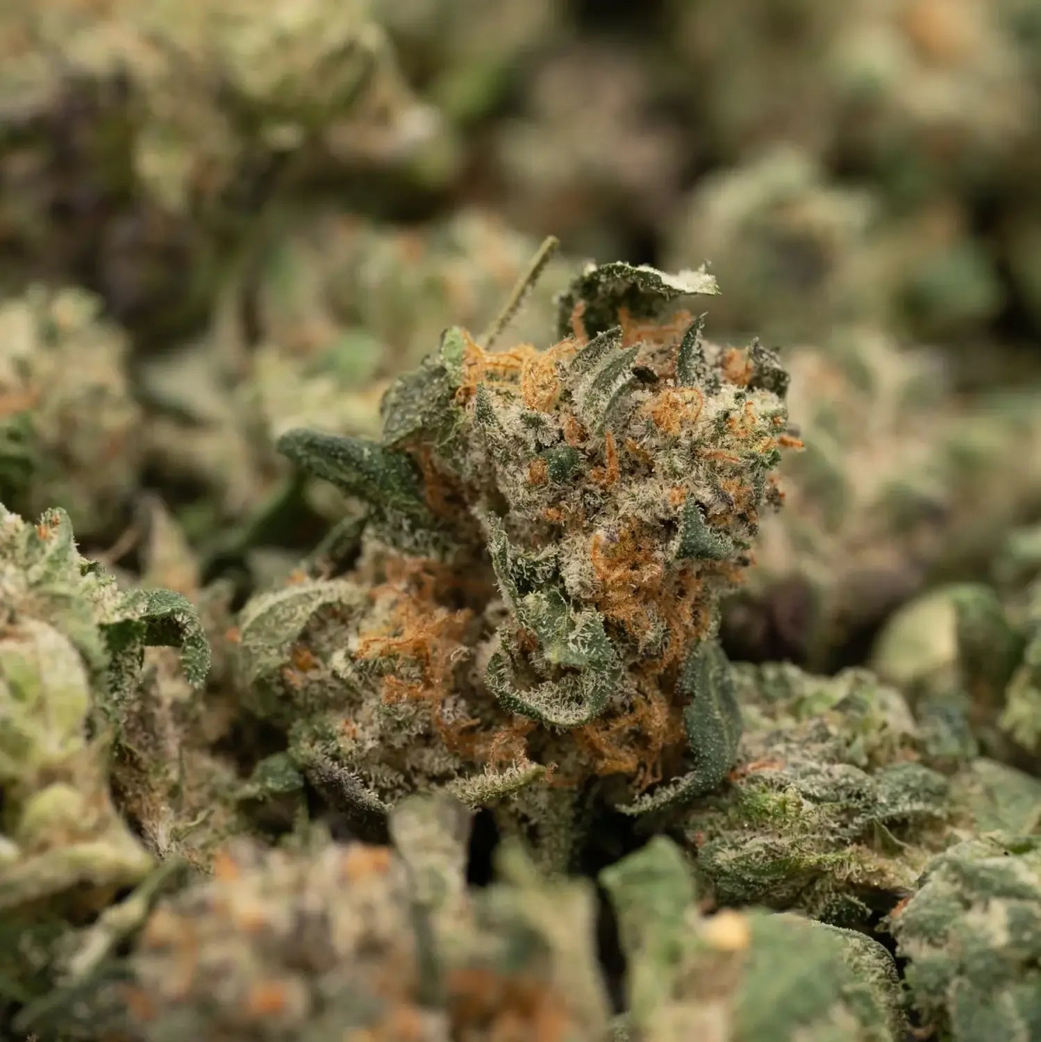 Hemp vs THCA: Understanding the Difference and Legal