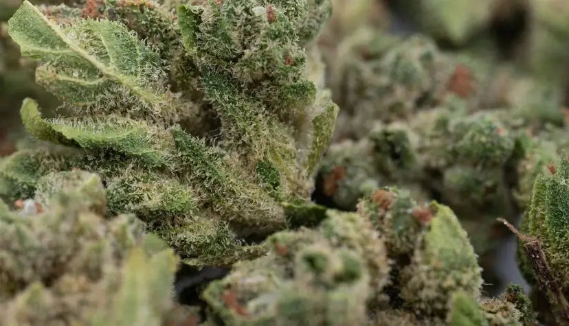 Best CBD Flower Strains