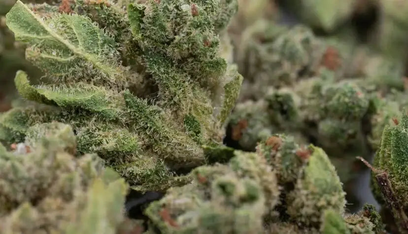CBD Flower Benefits