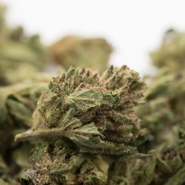 The Rise of THCA