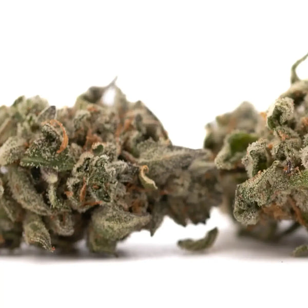 Event Horizon vs Tropical Paradise THCa Flower