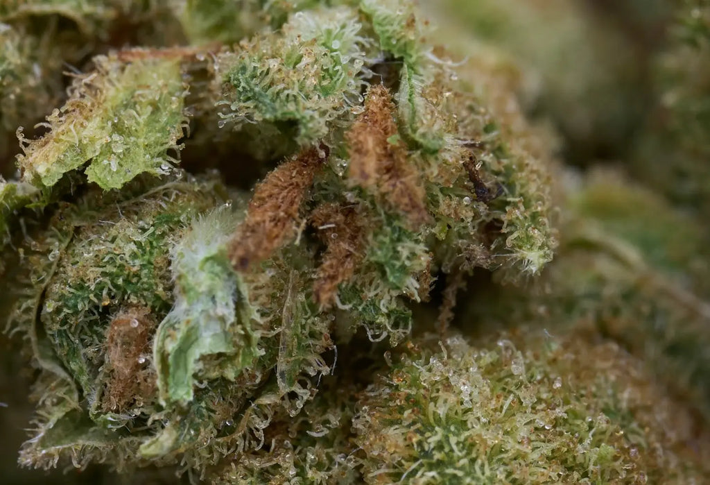 The 1960s Cannabis Revolution