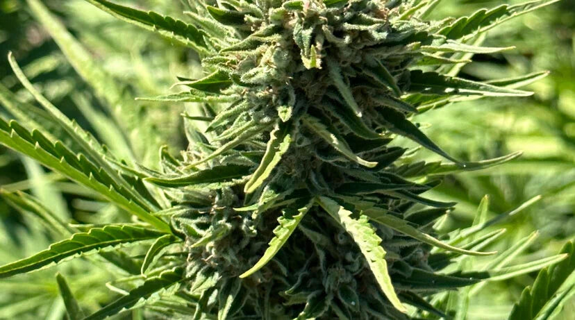 Best Soil Types and pH Levels for Growing High-Quality Hemp