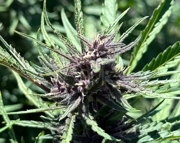 The Science Behind THCA