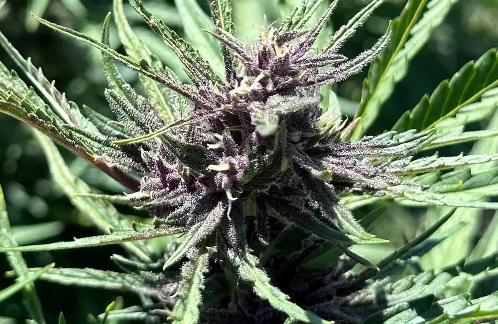 Hybrid THCA Strains Explained