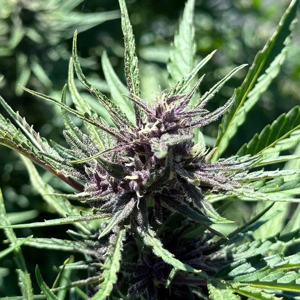 The Rise of THCA
