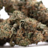 Dense green cannabis bud with orange pistils and white trichomes from dirty laundry full-term thca flower indoor cultivation