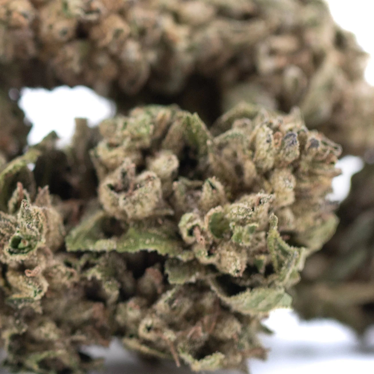 A dense textured dirty laundry full-term thca flower bud with green brown hues and fine trichomes for body high