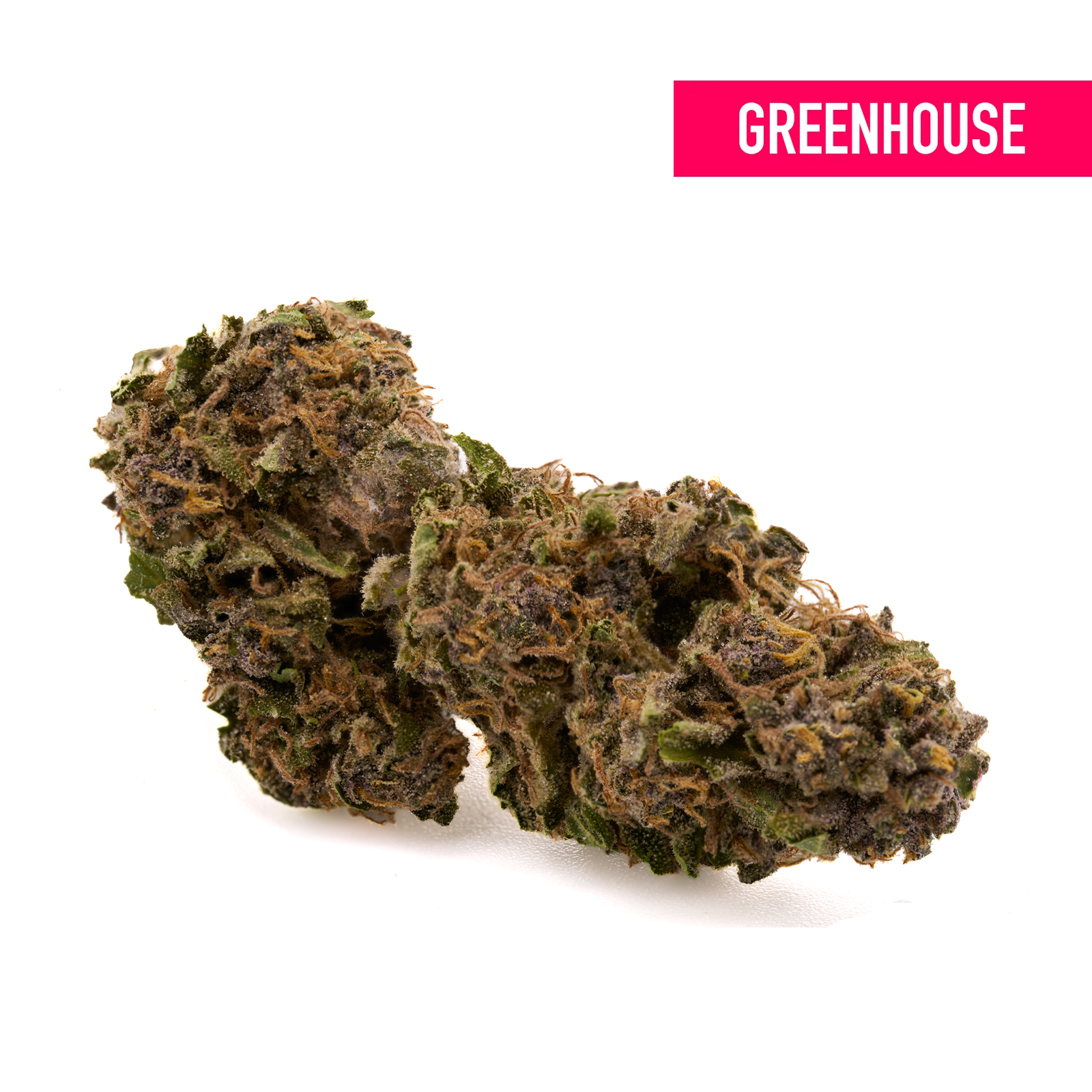 Dream Queen THCa Hemp Flower Greenhouse - Plants