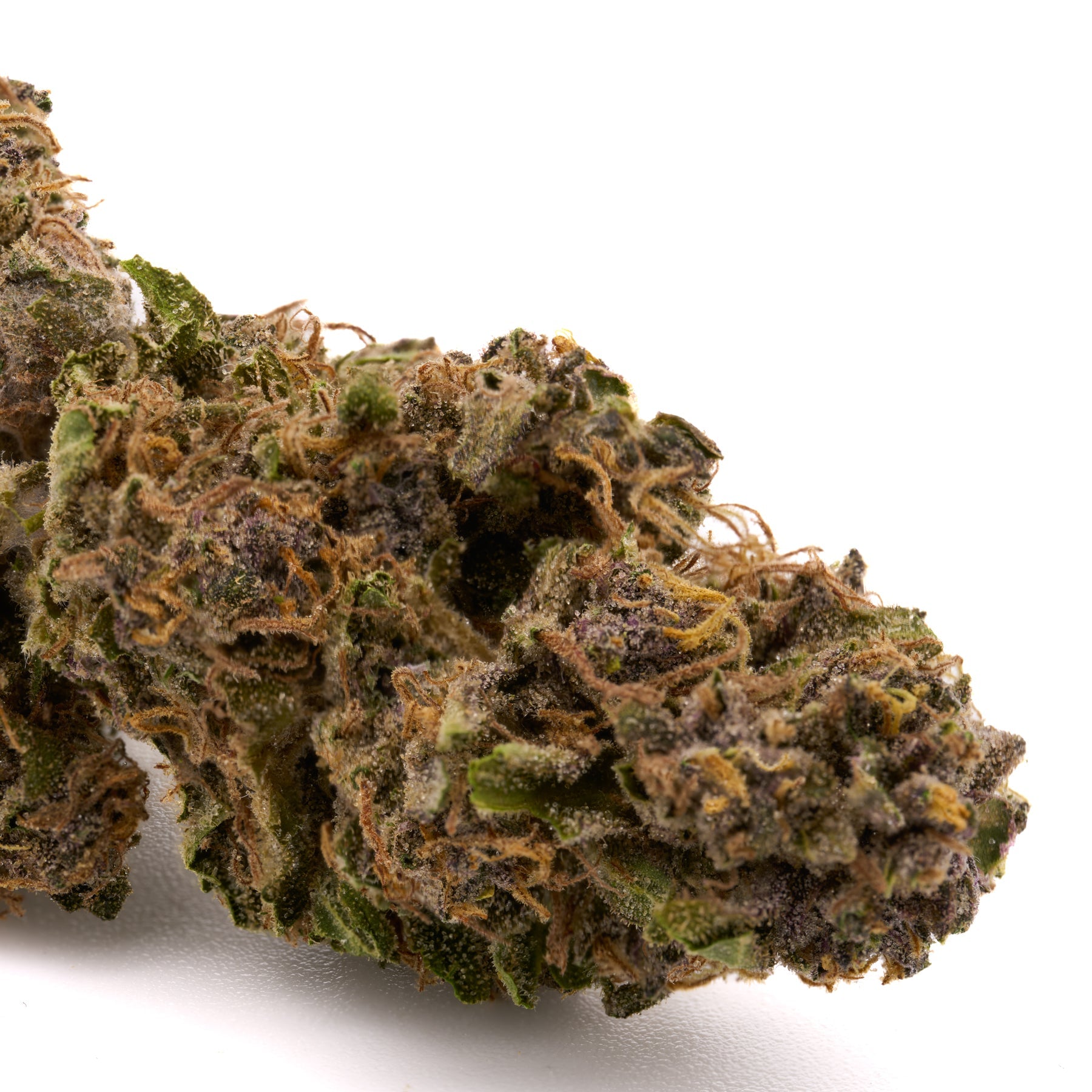 Dream Queen THCa Hemp Flower Greenhouse - Plants