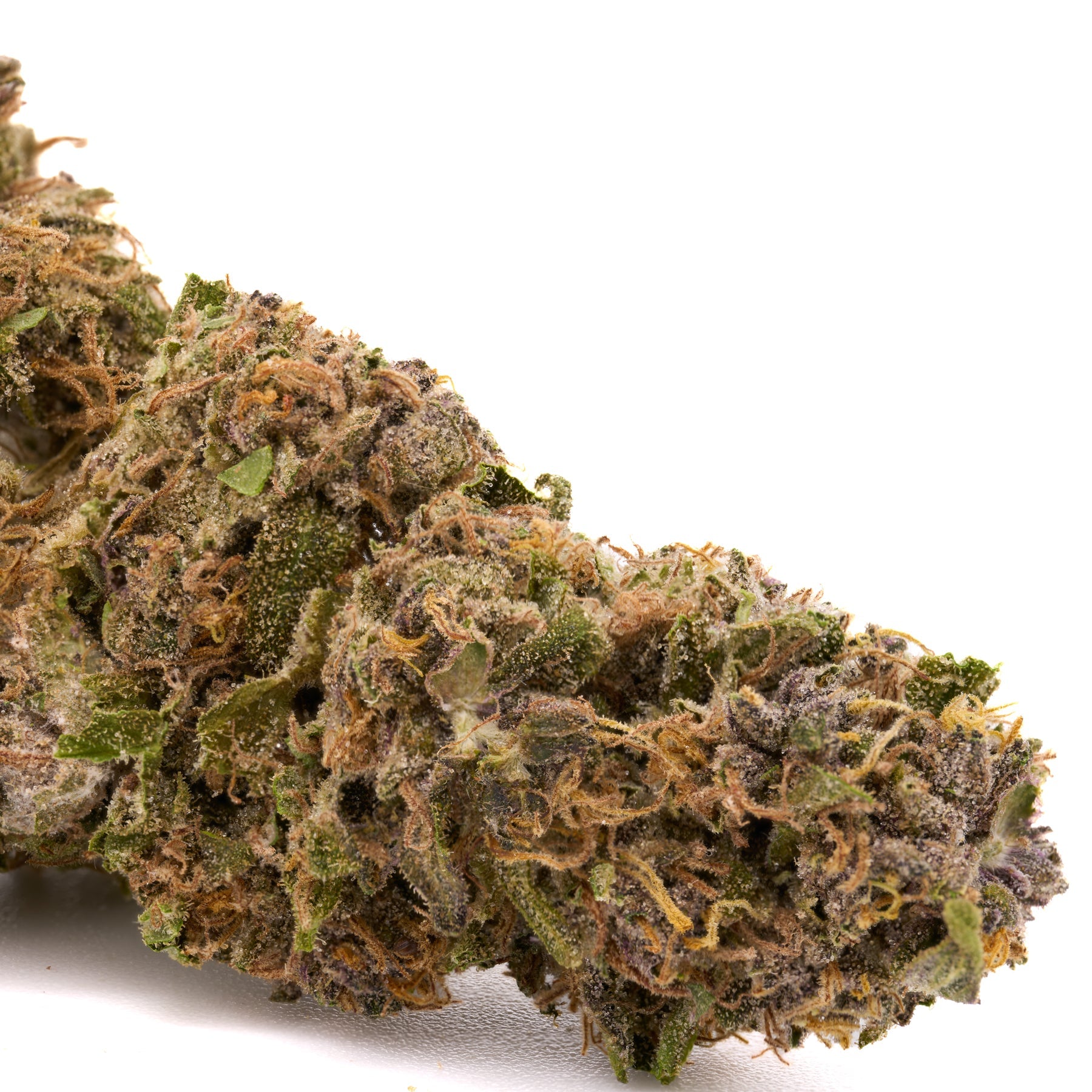 Dream Queen THCa Hemp Flower Greenhouse - Plants