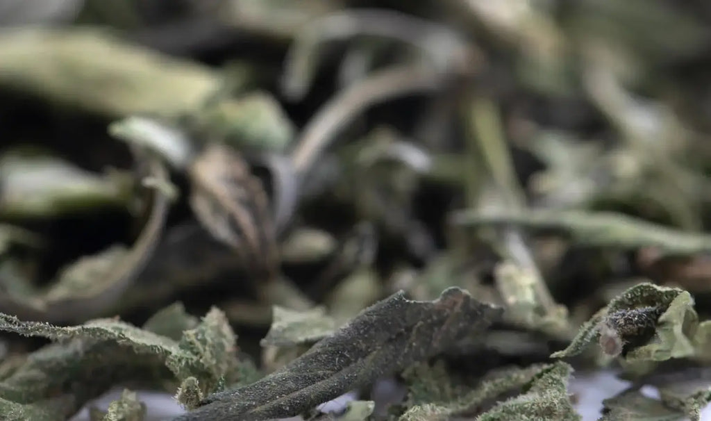 Which THCa Trim Has Higher Potency?