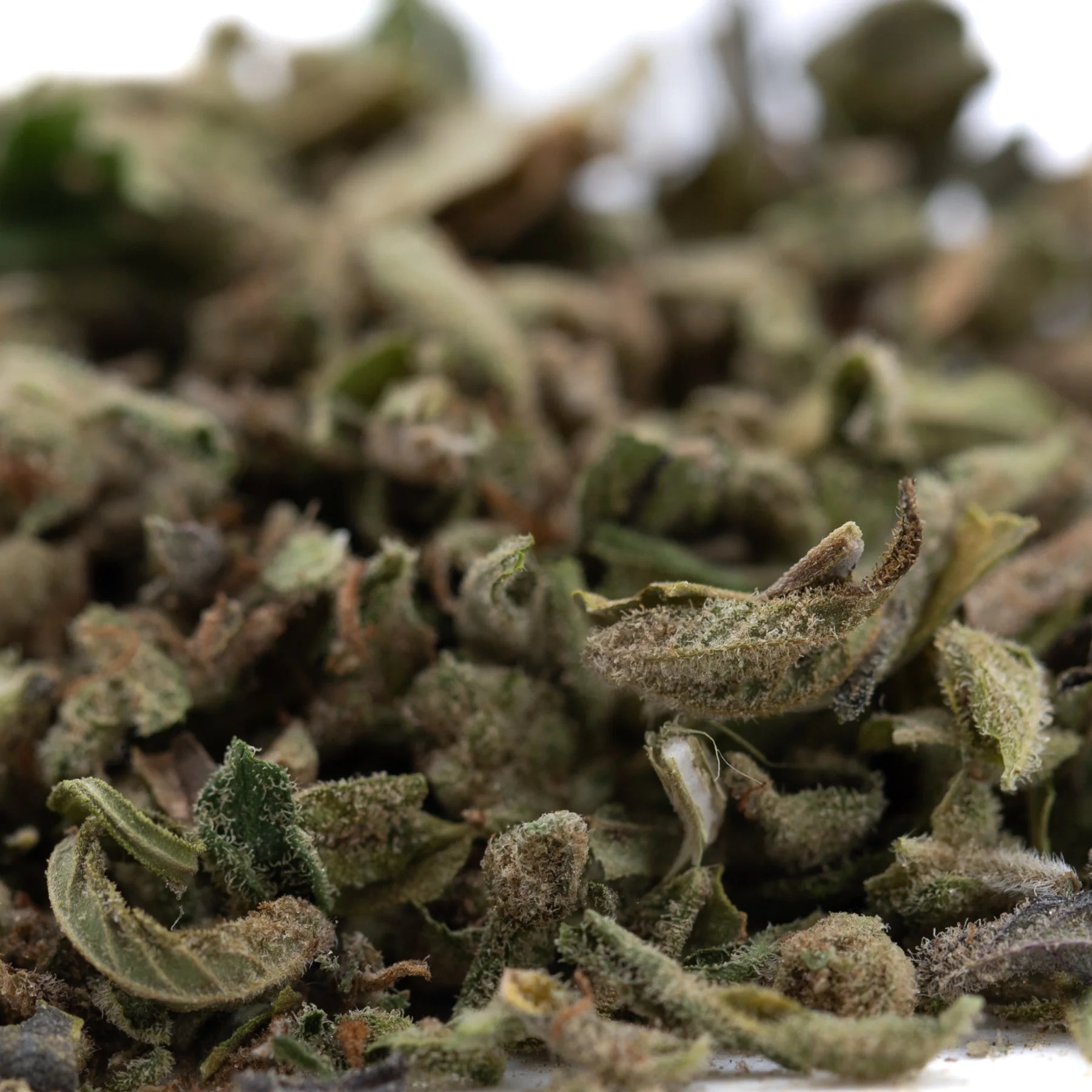 Green leafy durban poison pure sativa cannabis buds with frosty thca trim texture in full-term wholesale product