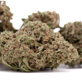 Premium Durban Poison THCa Flower bud close-up
