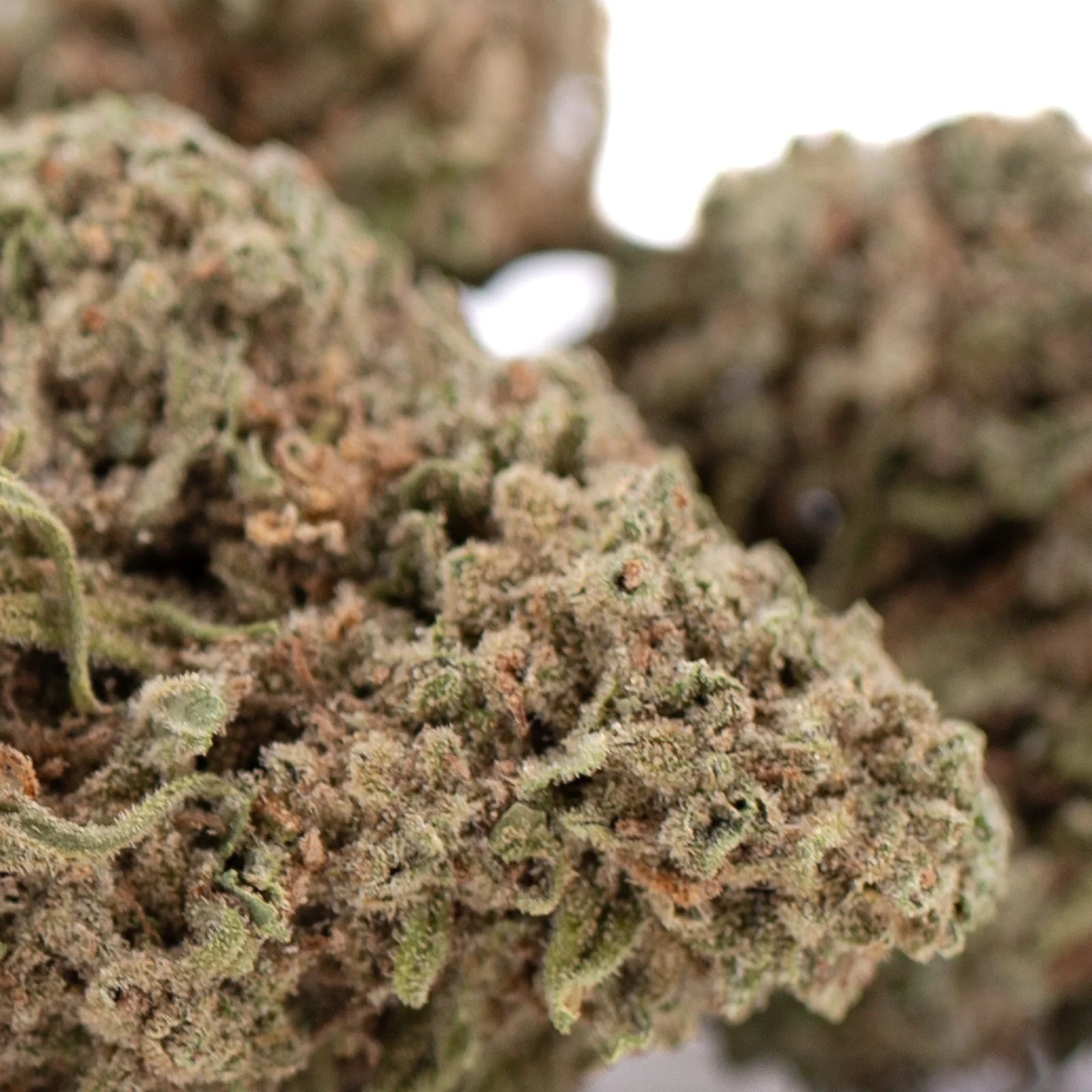 Premium Durban Poison THCa Flower bud with dense trichomes
