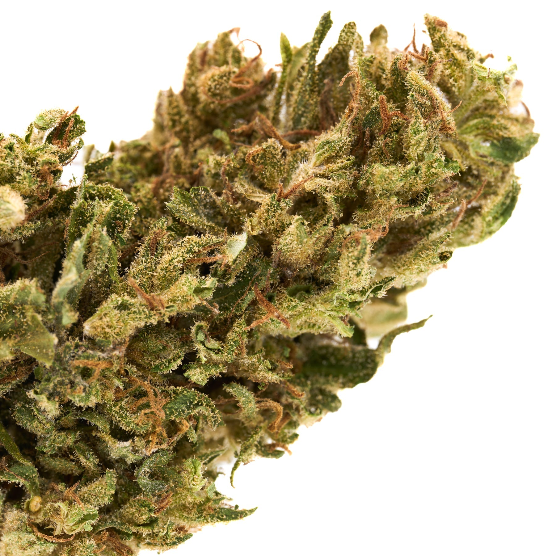 Dense CBD Hemp Flower with orange pistils in Early Nueve’s Cheesy Kush strain