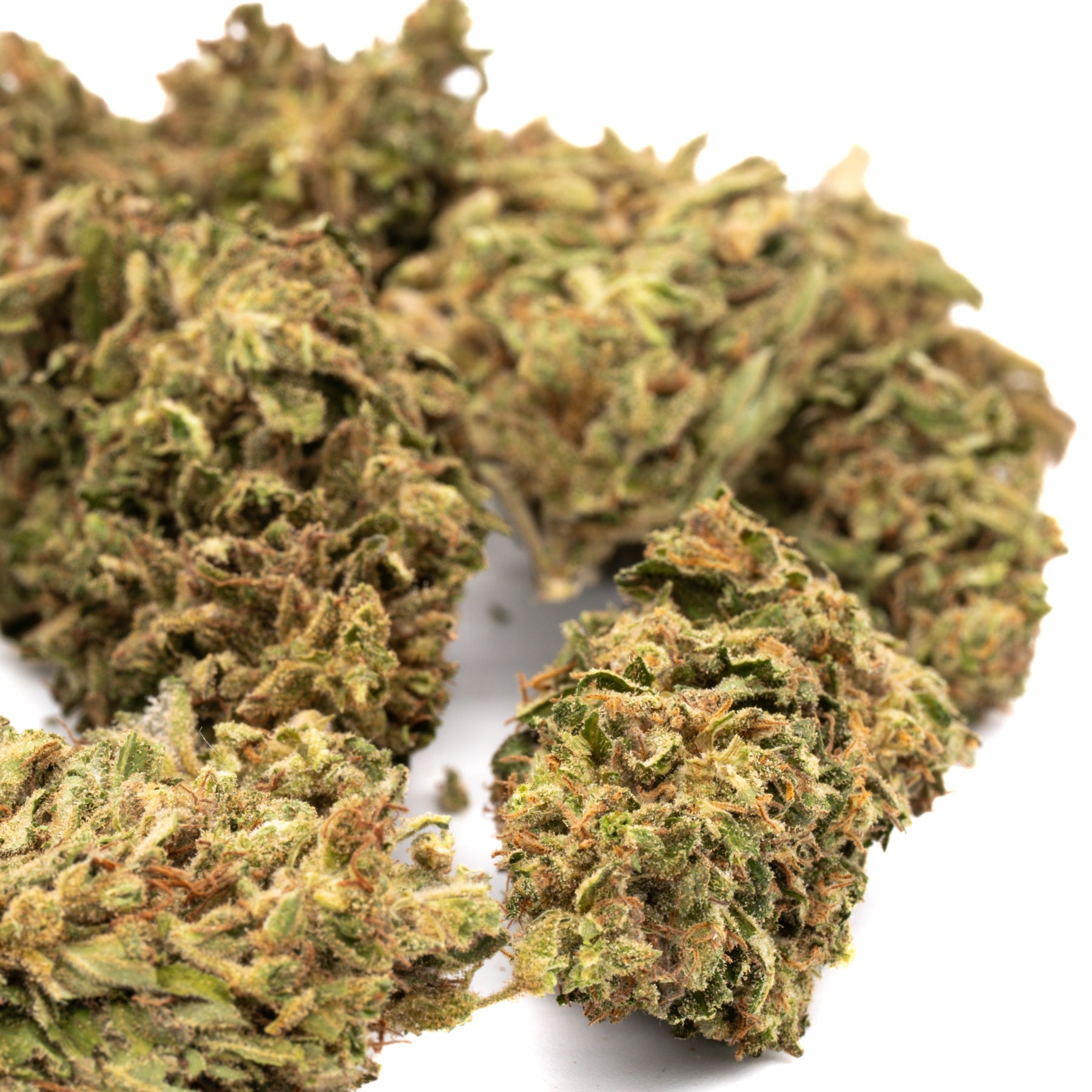 Dried CBD Hemp Flower with Trichomes and Orange Hairs in Early Nueve’s Cheesy Kush