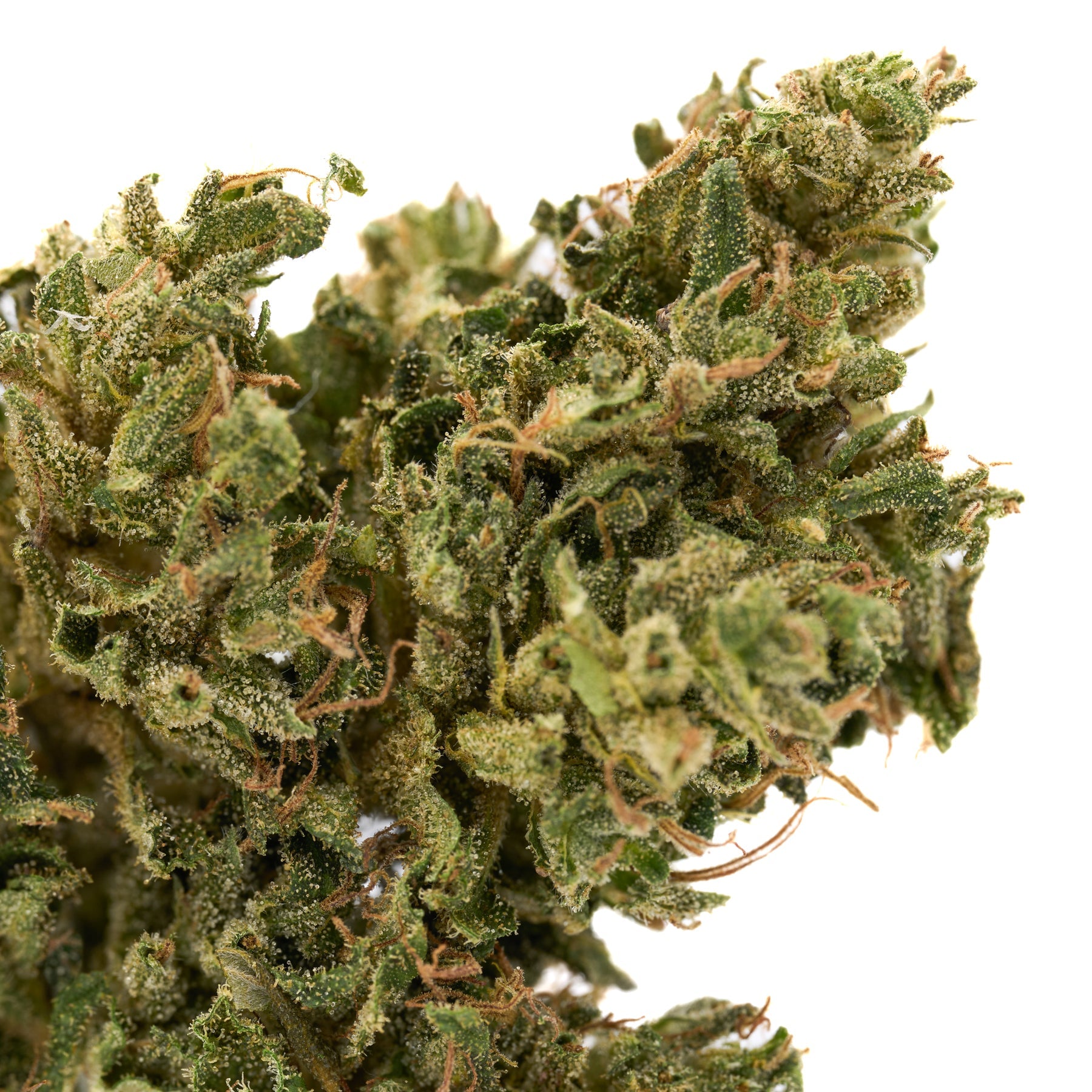 Close-up of Early Trump CBD Hemp Flower Full-Term with trichomes and orange pistils