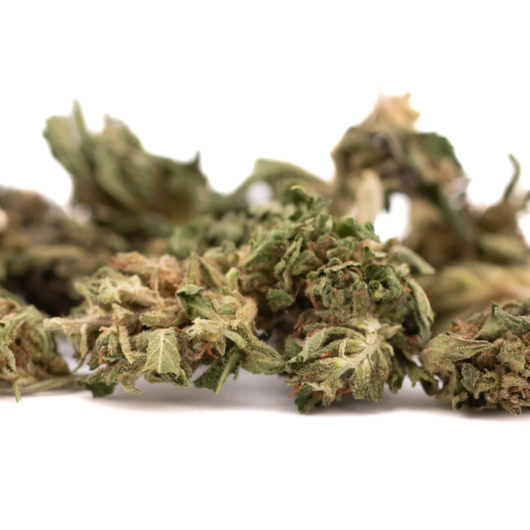 Dried early trump cbd smalls flower with green and brown hues covered in fine trichomes from afghan skunk strain
